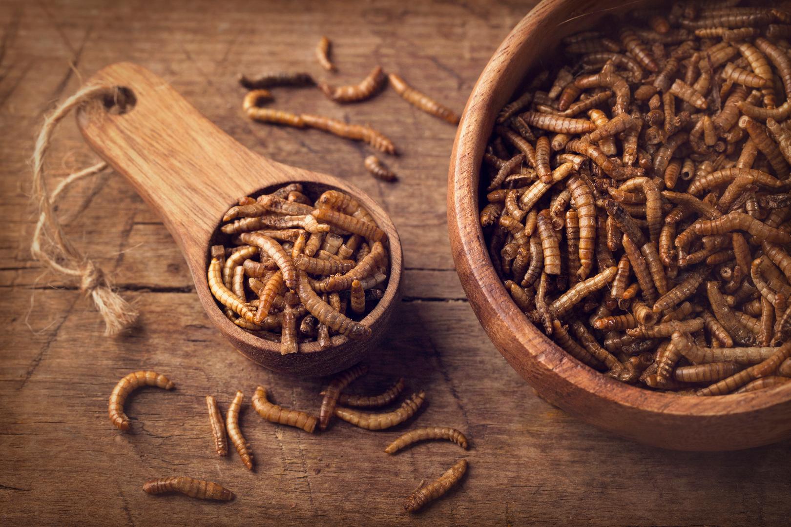 Mugworm Insect Mealworm receives positive assessment by EFSA, boosts insect ...