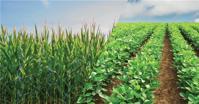 GDM to acquire AgReliant Genetics - Milling and Grain