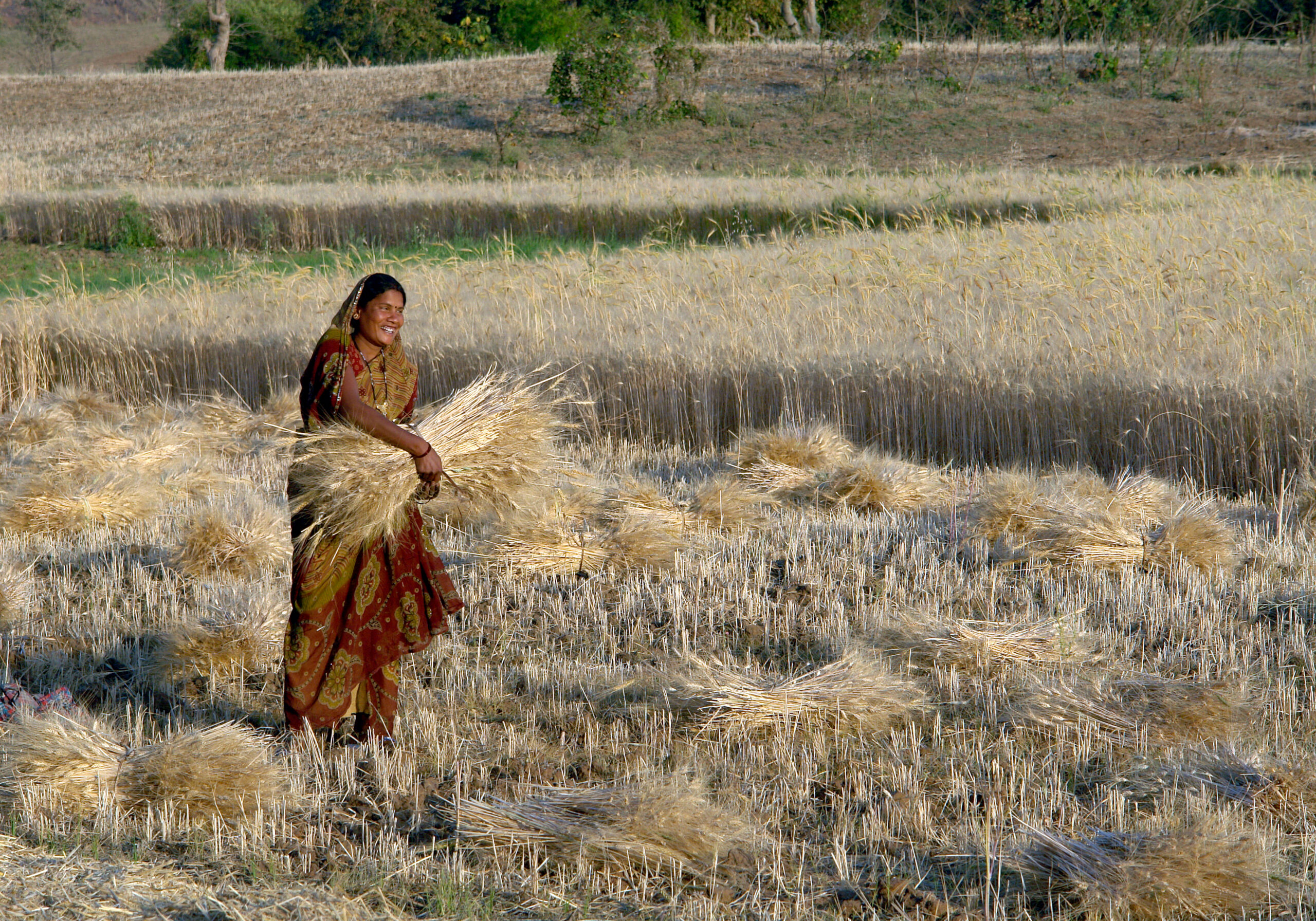 Global wheat supply