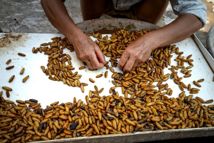 insect-based feed